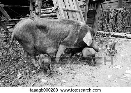 Sow and piglets View Large Photo Image Stock Photo - Sow and piglets. Fotosearch