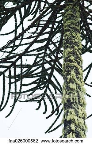 Spanish moss growing on tree trunk View Large Photo Image Stock Image - Spanish moss growing on tree trunk. Fotosearch