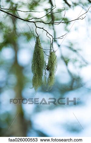 Stock Image - Spanish moss hanging from tree branch, close-up. Fotosearch