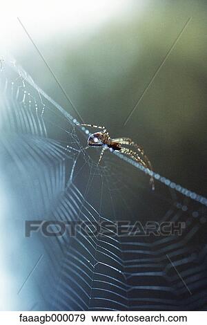 Spider on spiderweb View Large Photo Image Stock Photo - Spider on spiderweb. Fotosearch
