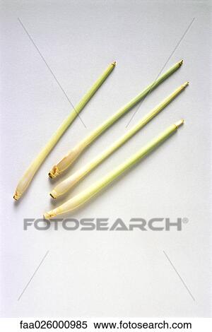 Stalks of fresh lemongrass View Large Photo Image Stock Photography - Stalks of fresh lemongrass. Fotosearch