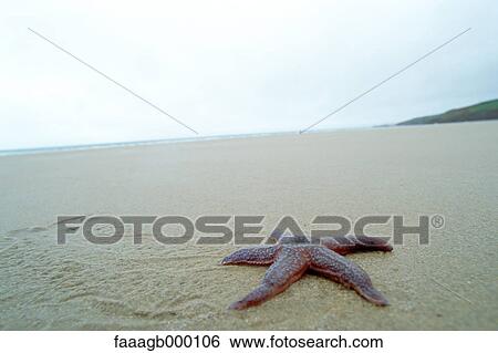 Starfish on beach View Large Photo Image Stock Photograph - Starfish on beach. Fotosearch