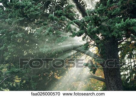 Sunbeams shining through tree branches View Large Photo Image Stock Image - Sunbeams shining through tree branches. Fotosearch