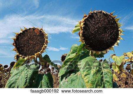 Stock Image - Sunflowers. Fotosearch