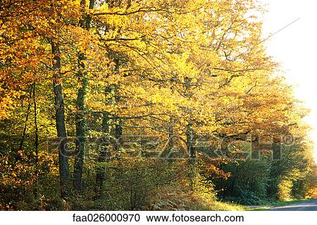 Sunlit autumn trees and foliage View Large Photo Image Stock Image - Sunlit autumn trees and foliage. Fotosearch