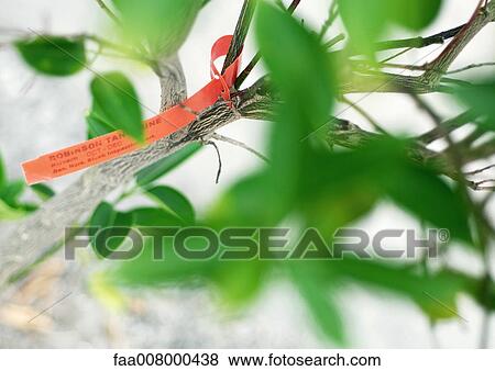 Tag on plant View Large Photo Image Stock Photo - Tag on plant. Fotosearch