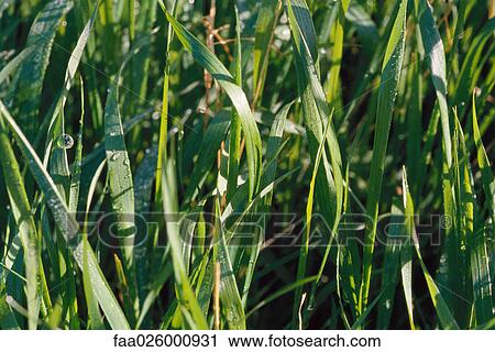Tall grass with dew drops, close-up View Large Photo Image Stock Image - Tall grass with dew drops, close-up. Fotosearch