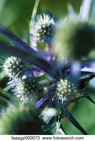 Thistle, close-up View Large Photo Image Stock Image - Thistle, close-up. Fotosearch