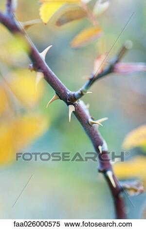Thorny branch, close-up View Large Photo Image Stock Photography - Thorny branch, close-up. Fotosearch