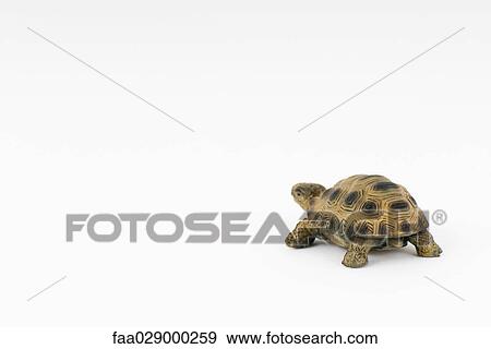 Toy turtle View Large Photo Image Stock Photo - Toy turtle. Fotosearch