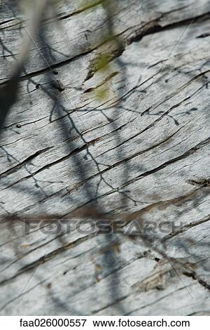 Stock Photo - Tree bark and shadows of branches, selective focus. Fotosearch