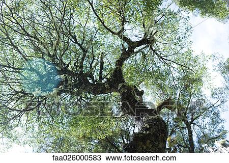 Tree canopy, viewed from directly below View Large Photo Image Stock Image - Tree canopy, viewed from directly below. Fotosearch