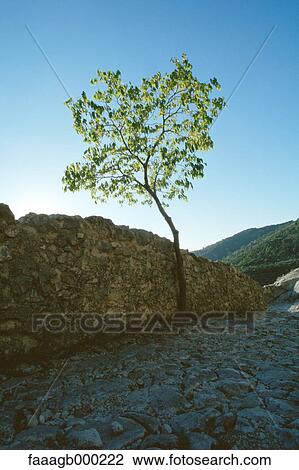 Tree growing at the edge of stone wall View Large Photo Image Stock Image - Tree growing at the edge of stone wall. Fotosearch