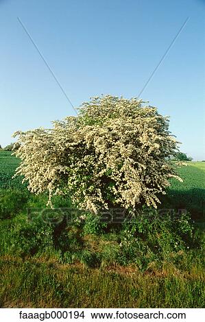 Picture - Tree in blossom. Fotosearch