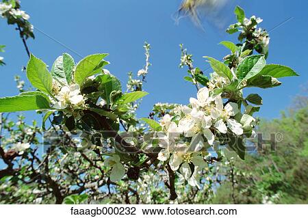 Tree in blossom View Large Photo Image Stock Image - Tree in blossom. Fotosearch