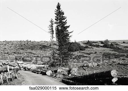 Tree in deforested scene View Large Photo Image Stock Photography - Tree in deforested scene. Fotosearch