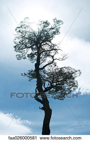 Stock Image - Tree silhouette against blue sky, low angle view. Fotosearch