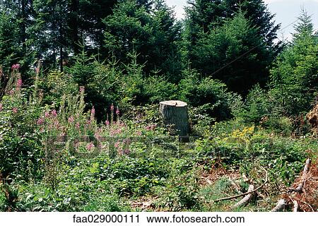 Tree stump in flowery meadow View Large Photo Image Stock Image - Tree stump in flowery meadow. Fotosearch