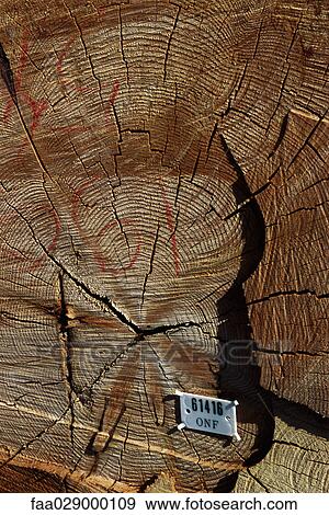 Tree stump with identification label, close-up View Large Photo Image Stock Photo - Tree stump with identification label, close-up. Fotosearch