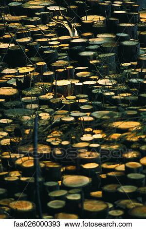 Tree stumps, full frame View Large Photo Image Stock Image - Tree stumps, full frame. Fotosearch