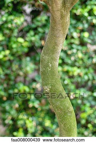 Tree trunk View Large Photo Image Stock Photo - Tree trunk. Fotosearch