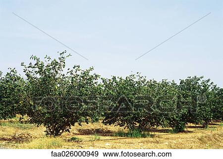 Trees in orchard View Large Photo Image Stock Photo - Trees in orchard. Fotosearch