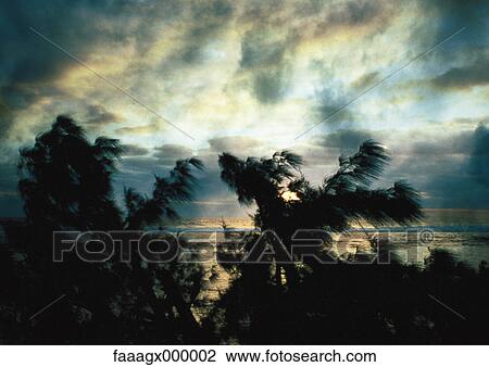 Trees silhouetted in front of seascape View Large Photo Image Stock Image - Trees silhouetted in front of seascape. Fotosearch
