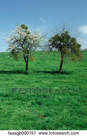 Two trees in a field, one filled with mistletoe View Large Photo Image Stock Photo - Two trees in a field, one filled with mistletoe. Fotosearch