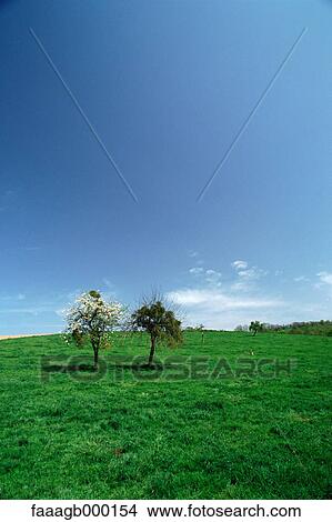 Two trees in a field View Large Photo Image Picture - Two trees in a field. Fotosearch