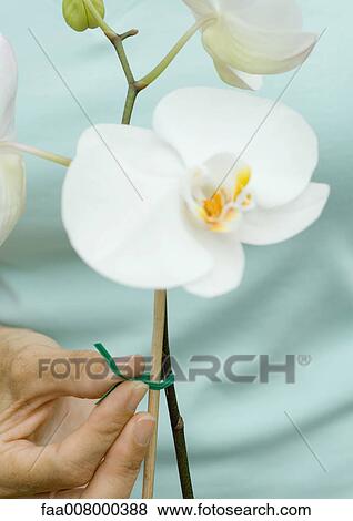 Tying orchid stem to stake View Large Photo Image Stock Photo - Tying orchid stem to stake. Fotosearch