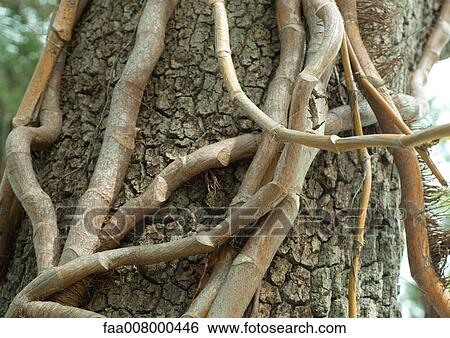 Vines on tree trunk View Large Photo Image Stock Photograph - Vines on tree trunk. Fotosearch