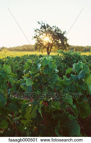 Vineyard at sunrise View Large Photo Image Stock Image - Vineyard at sunrise. Fotosearch