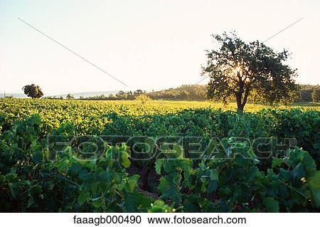 Vineyard View Large Photo Image Stock Image - Vineyard. Fotosearch