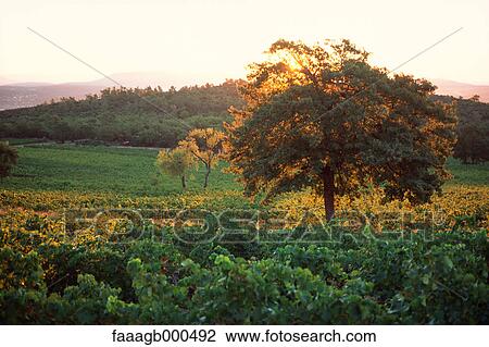 Vineyard View Large Photo Image Stock Image - Vineyard. Fotosearch