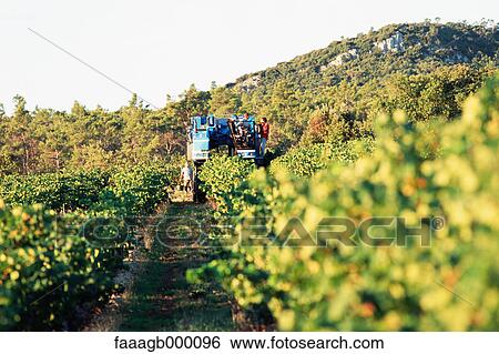 Vineyard View Large Photo Image Stock Photograph - Vineyard. Fotosearch