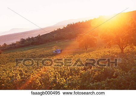 Stock Photography - Vineyard. Fotosearch