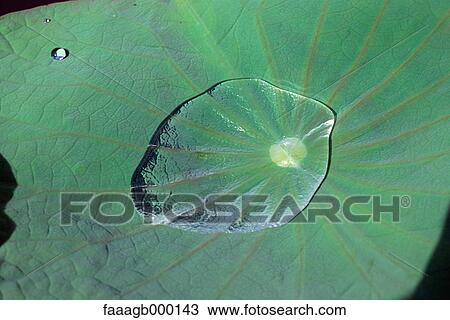 Stock Image - Water on a water lily leaf, close-up. Fotosearch