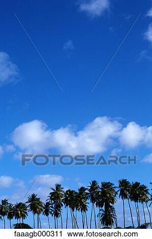 Stock Image - West Indies, Grenadines, St Vincent, palm trees. Fotosearch