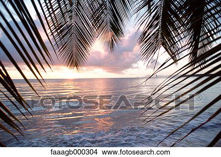 Picture - West Indies, Martinique, Anse des Salines. Fotosearch