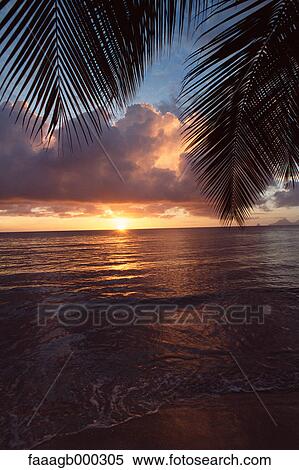 West Indies, Martinique, Anse des Salines View Large Photo Image Stock Photography - West Indies, Martinique, Anse des Salines. Fotosearch