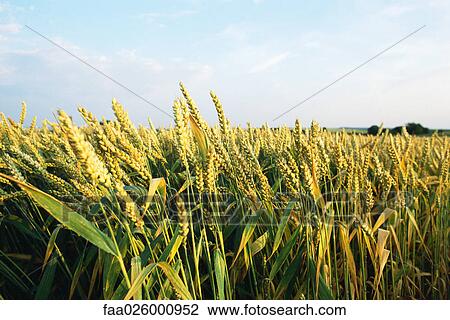 Wheat growing in field, close-up View Large Photo Image Stock Image - Wheat growing in field, close-up. Fotosearch