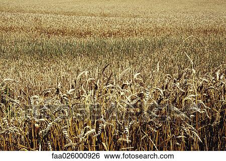 Wheatfield, close-up View Large Photo Image Stock Photograph - Wheatfield, close-up. Fotosearch