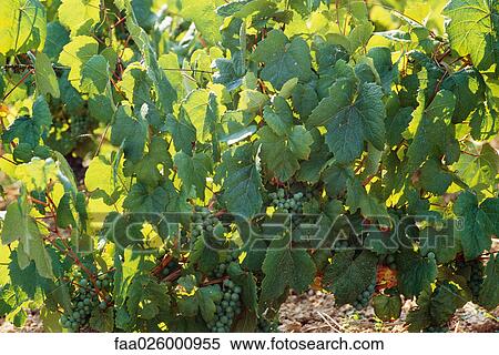 White grapes growing on vine, close-up View Large Photo Image Stock Photography - White grapes growing on vine, close-up. Fotosearch