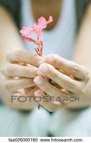 Woman holding flower in hands, cropped view, close-up View Large Photo Image Stock Image - Woman holding flower in hands, cropped view, close-up. Fotosearch