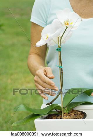 Woman standing behind orchid plant, partial view View Large Photo Image Stock Image - Woman standing behind orchid plant, partial view. Fotosearch