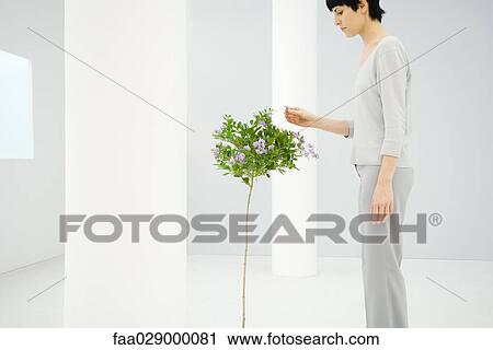 Woman standing indoors, picking flower from small tree, side view View Large Photo Image Stock Image - Woman standing indoors, picking flower from small tree, side view. Fotosearch