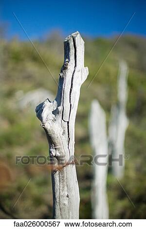 Wooden post with cracks, close-up, barbed wire in foreground View Large Photo Image Stock Photo - Wooden post with cracks, close-up, barbed wire in foreground. Fotosearch