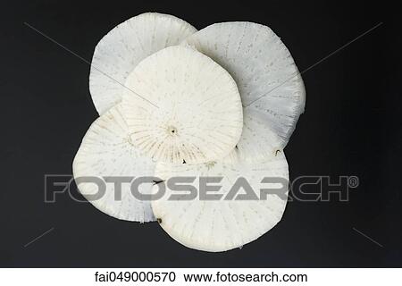 Black radish, sliced View Large Photo Image Stock Image - Black radish, sliced. Fotosearch
