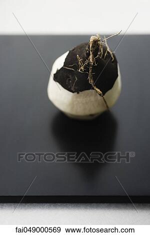 Black radish View Large Photo Image Stock Photo - Black radish. Fotosearch