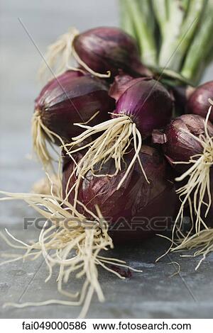Bunch of fresh red onions View Large Photo Image Stock Photograph - Bunch of fresh red onions. Fotosearch